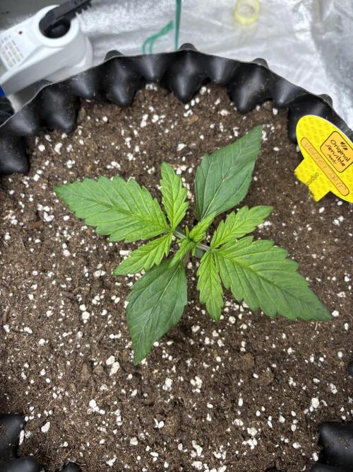 OSS autoflower show. Week 2