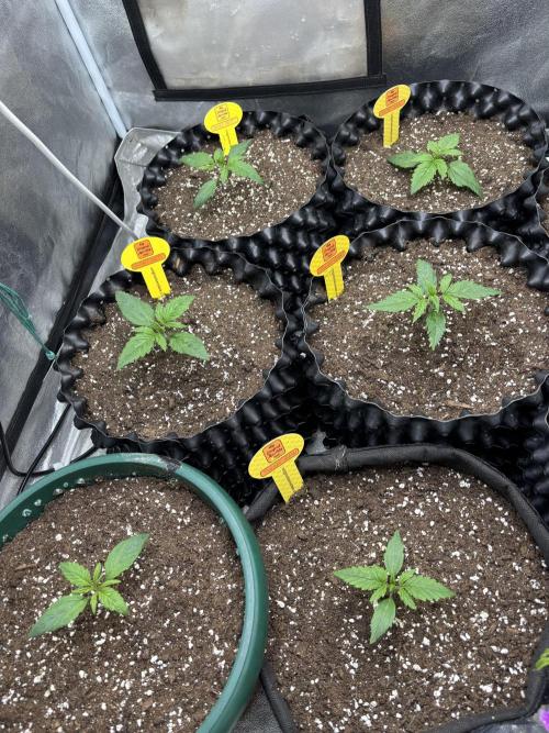 OSS autoflower show. Week 2