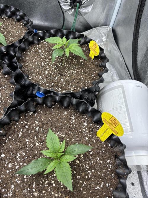 OSS autoflower show. Week 2