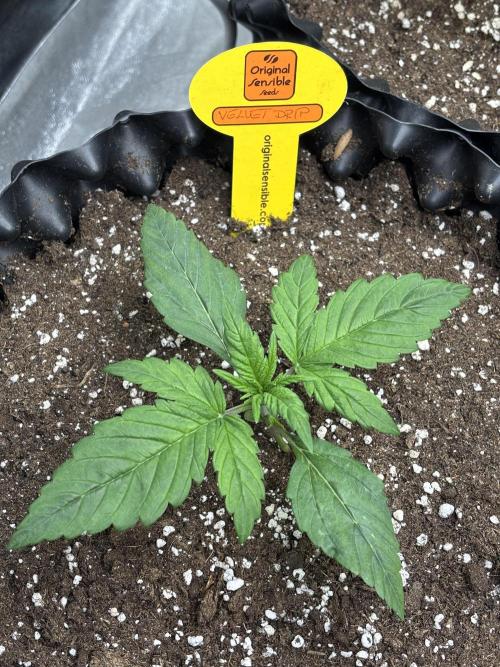 OSS autoflower show. Week 2