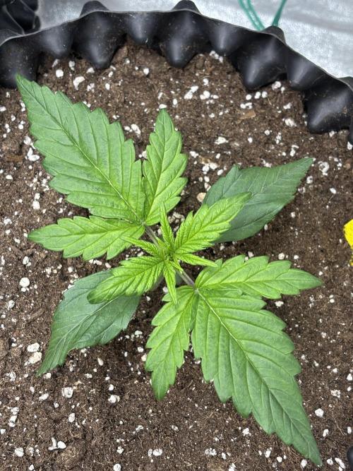 OSS autoflower show. Week 2