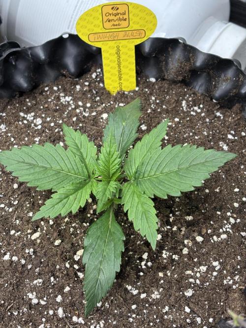 OSS autoflower show. Week 2