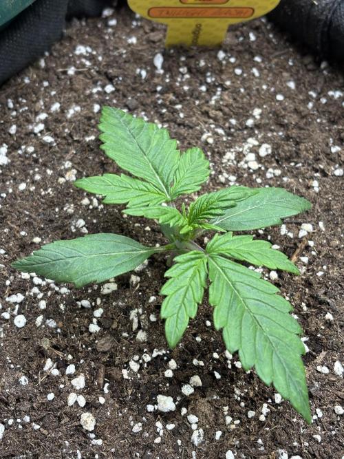 OSS autoflower show. Week 2