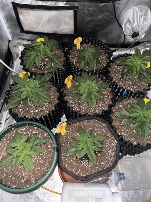 OSS autoflower show. Week 3
