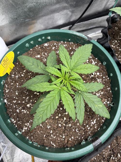 OSS autoflower show. Week 3