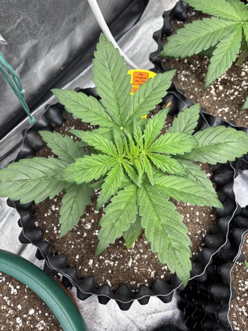 OSS autoflower show. Week 3