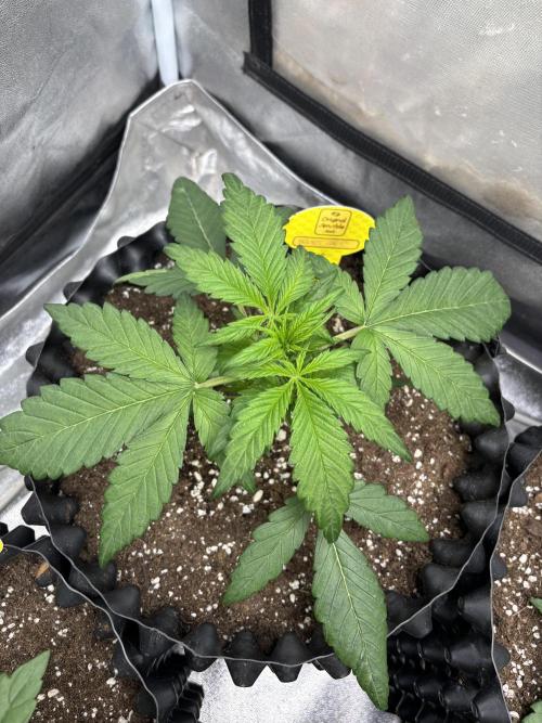 OSS autoflower show. Week 3