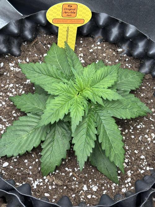 OSS autoflower show. Week 3