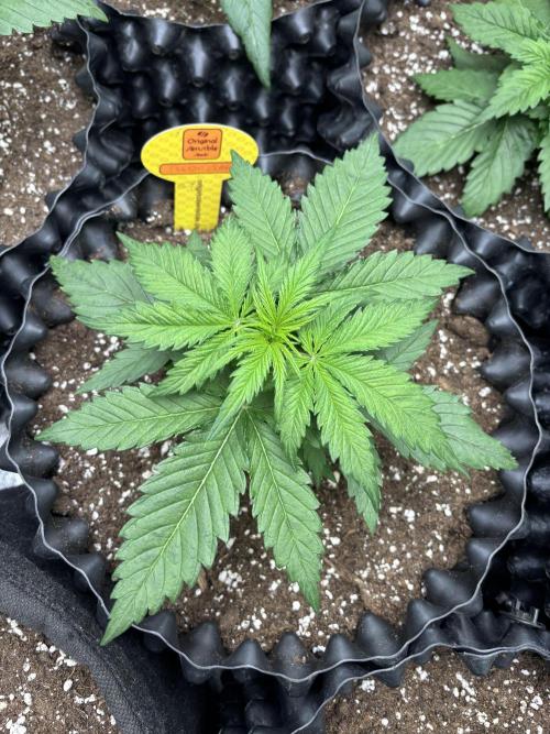 OSS autoflower show. Week 3