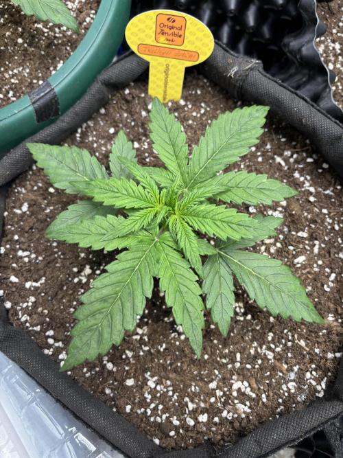 OSS autoflower show. Week 3