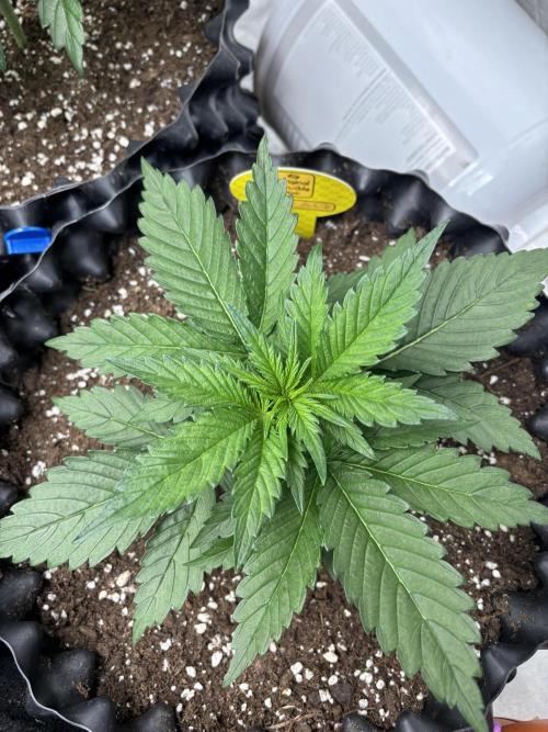 OSS autoflower show. Week 3