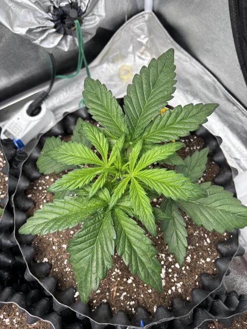 OSS autoflower show. Week 3