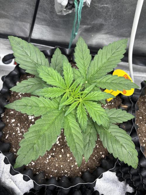 OSS autoflower show. Week 3