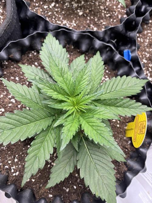 OSS autoflower show. Week 3