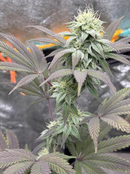 Lemon Cherry Gelato. Week 12