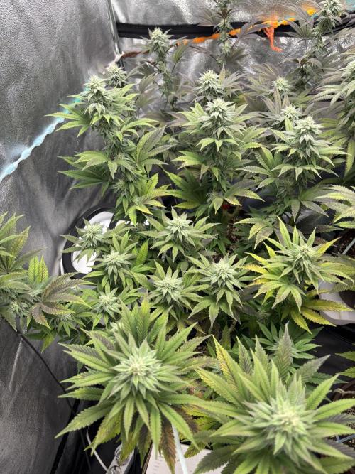 Lemon Cherry Gelato. Week 12