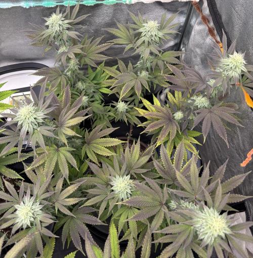 Lemon Cherry Gelato. Week 12