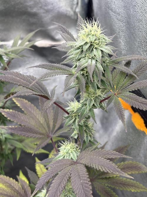 Lemon Cherry Gelato. Week 12