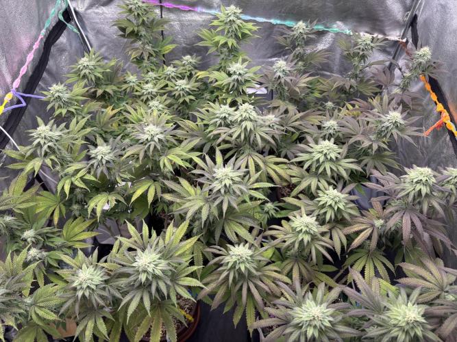 Lemon Cherry Gelato. Week 12