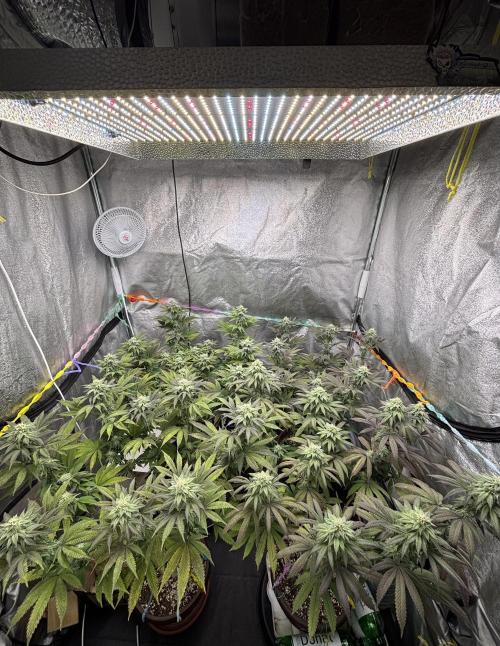 Lemon Cherry Gelato. Week 12