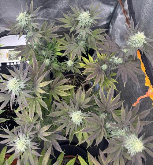 Lemon Cherry Gelato. Week 12