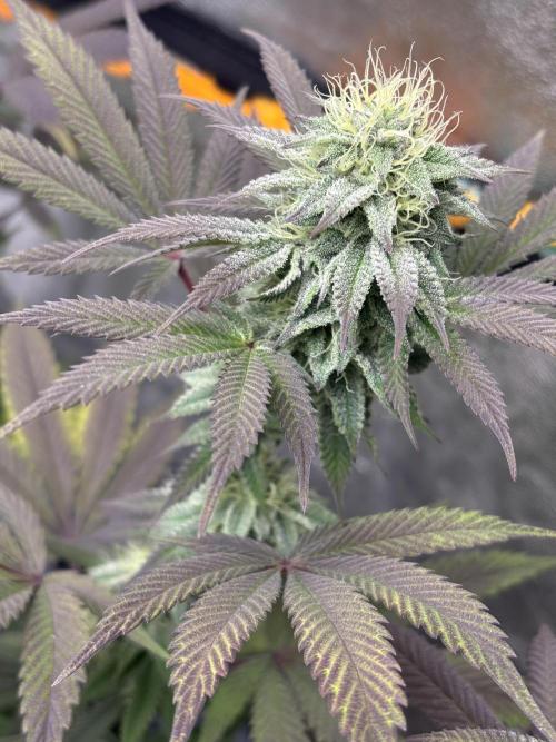 Lemon Cherry Gelato. Week 12