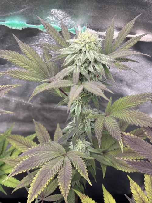 Lemon Cherry Gelato. Week 12