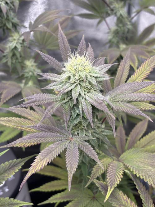 Lemon Cherry Gelato. Week 12