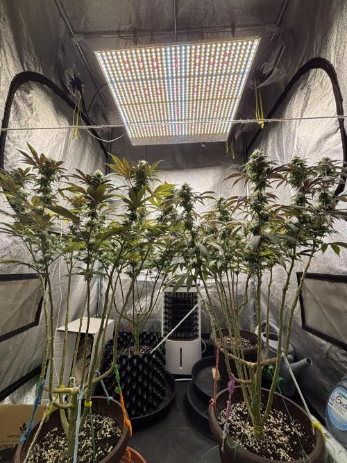 Lemon Cherry Gelato. Week 12