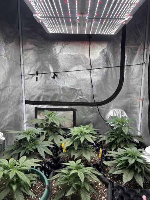 OSS autoflower show. Week 4