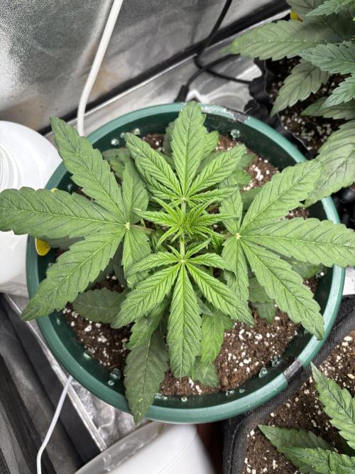 OSS autoflower show. Week 4 - VD