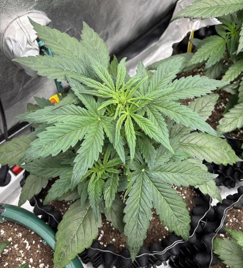 OSS autoflower show. Week 4 - VD