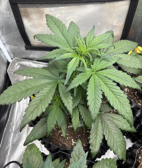 OSS autoflower show. Week 4 - VD