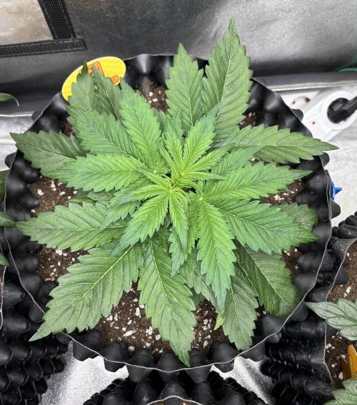 OSS autoflower show. Week 4 - TZ