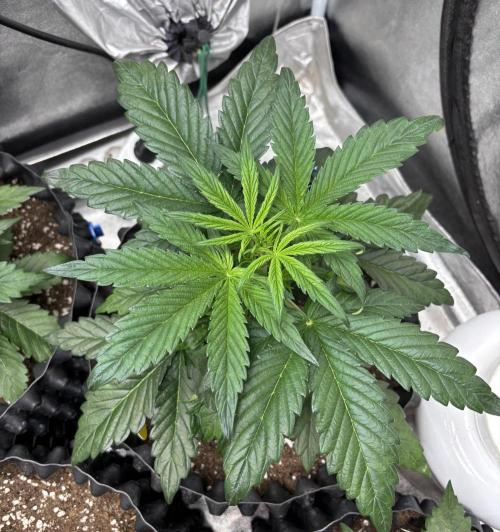 OSS autoflower show. Week 4 - VD