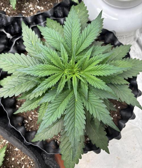 OSS autoflower show. Week 4 - TZ