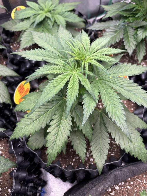 OSS autoflower show. Week 4 - TZ