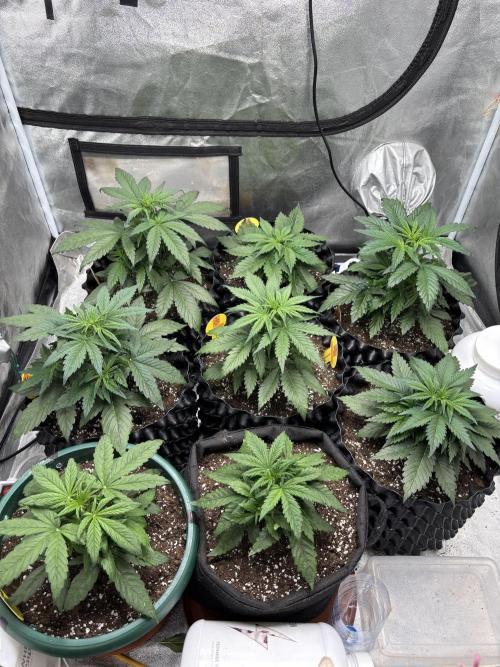 OSS autoflower show. Week 4 - OSS fam