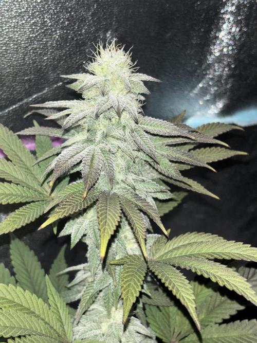 Lemon Cherry Gelato. Week 13