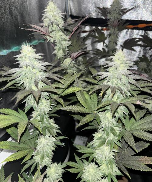 Lemon Cherry Gelato. Week 13