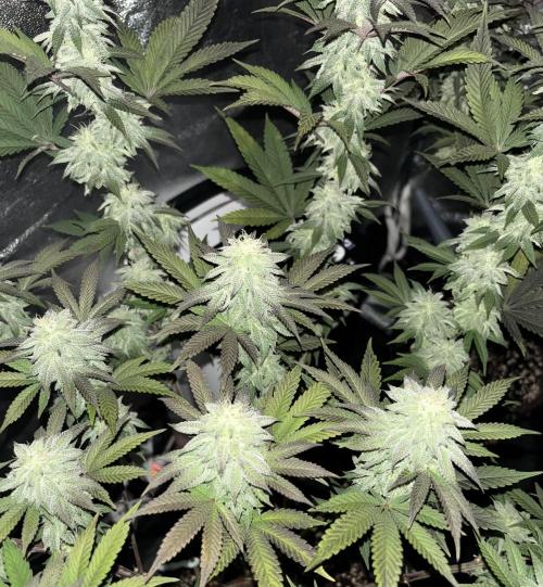 Lemon Cherry Gelato. Week 13