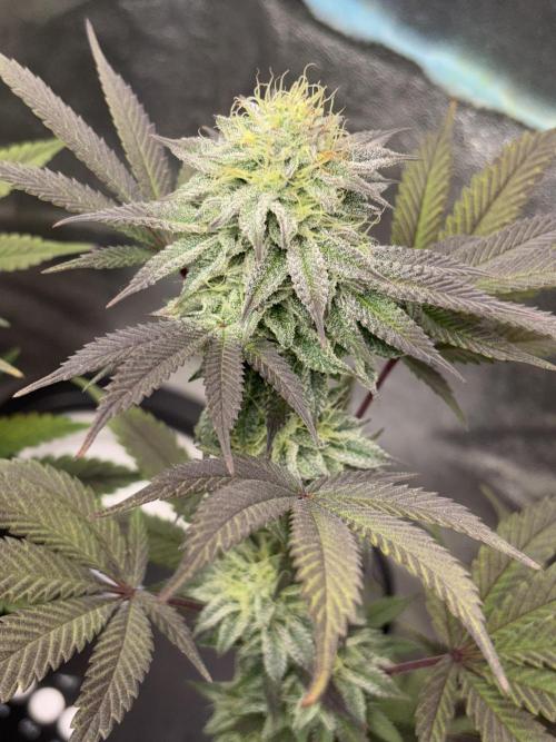 Lemon Cherry Gelato. Week 13