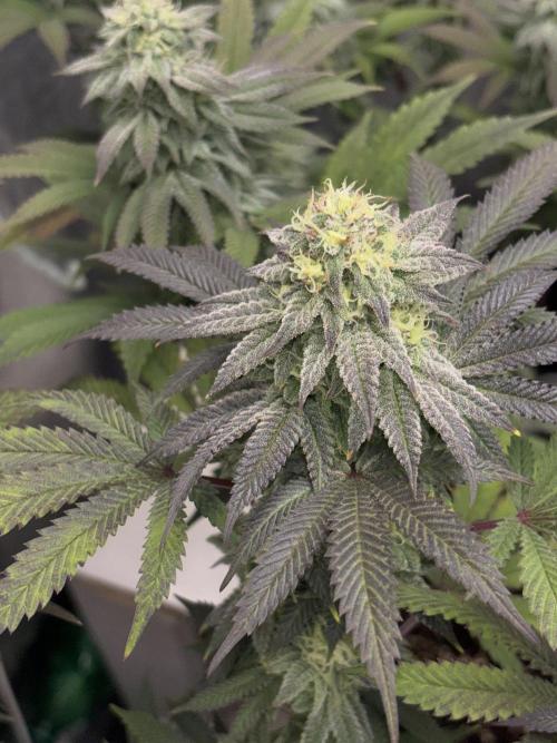 Lemon Cherry Gelato. Week 13