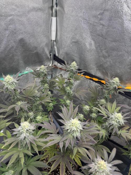 Lemon Cherry Gelato. Week 13