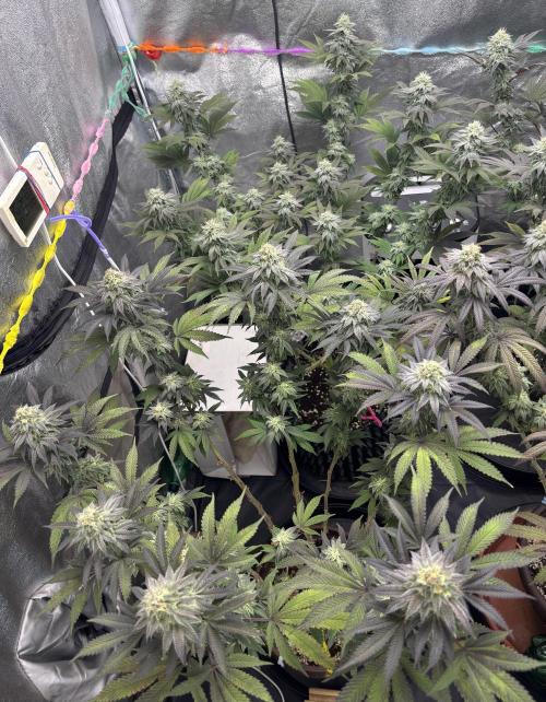 Lemon Cherry Gelato. Week 13