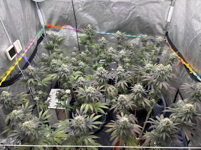 Lemon Cherry Gelato. Week 13