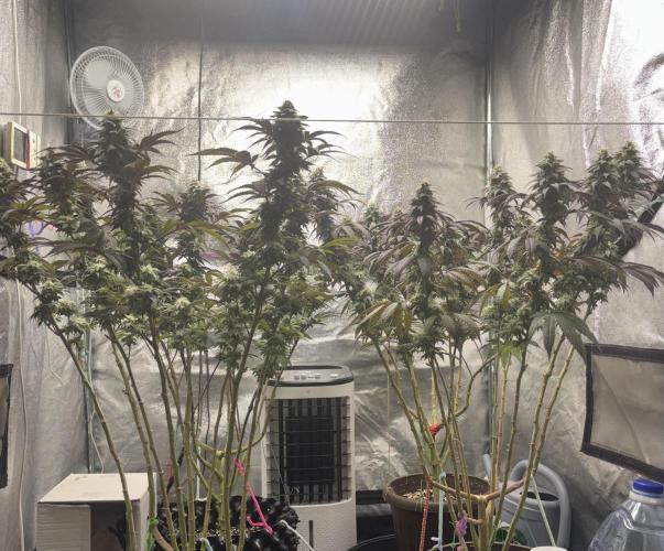 Lemon Cherry Gelato. Week 13