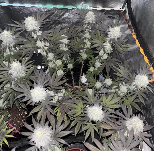 Lemon Cherry Gelato. Week 14