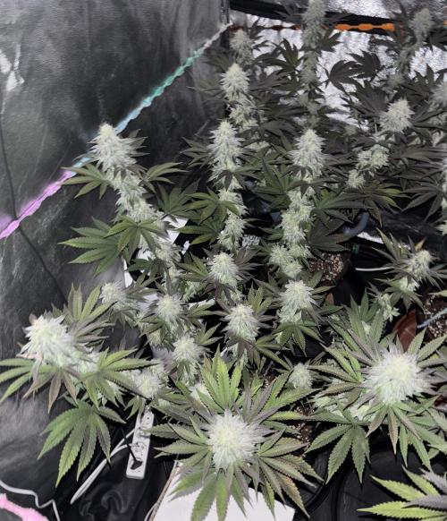 Lemon Cherry Gelato. Week 14