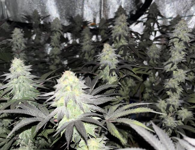 Lemon Cherry Gelato. Week 14